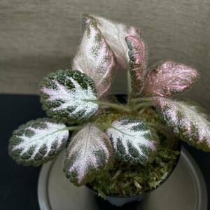 Episcia cupreata“Pink Acajau”from Colombiaエピスシア　クプレアタ　“ピンクアカジュ　①