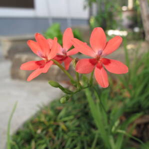 ヒメヒオウギの種 50粒 可愛い花 可憐な花