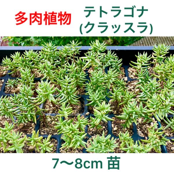 多肉植物 クラッスラ テトラゴナ 寄植え 5本セット (小なら10本セット) 抜き苗 根付き苗