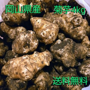 【送料無料】【4kg】岡山県産/菊芋/土付き/無農薬/イヌリン/きくいも/キクイモ