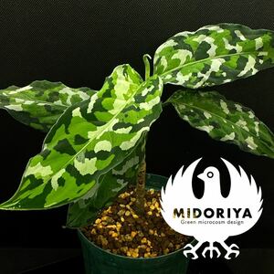 緑◆屋 ｜Aglaonema pictum tricolor ANDAMAN Port Blair 北部地域産 ｜アグラオネマ アンダマン