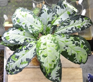 アグラオネマ ピクタム 【ANG-F1-383】 Aglaonema pictum ANG便