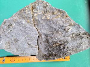 日本の化石、岩手県シルル紀のクサリサンゴ、ハリシテス・アリスエンシス