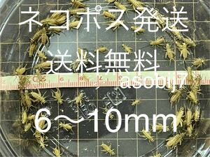 コオロギ6-10mm100匹+　保20% ヨーロッパイエコオロギ　イエコ