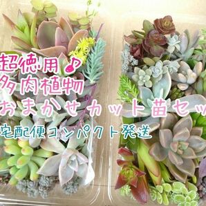 宅配便コンパクト☆お徳用 多肉植物 カット苗セット 大パック×2