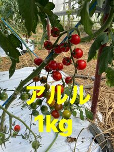 熊本県天草産ミニトマト（アルル）1kg