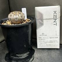 ギムノカリキウム 実生 怪竜丸 サボテン多肉植物_画像7