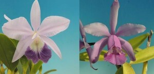 T♪洋蘭　Cattleya Moonlight Dream(Love Knot `Blue Orb' (coerulea) x intermedia f.coerulea `Blue Zoisite') 　カトレア 　 洋ラン