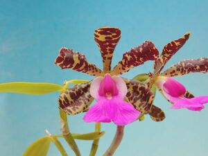 T♪洋蘭　 Cattleya aclandiae`Fagiano' カトレア 　 洋ラン