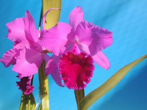 T♪洋蘭　Cattleya labiata fma. rubra ‘Red Queen’ BM/JOGA　カトレア　 洋ラン