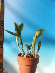 T♪洋蘭　 Cattleya violacea x sib. ('Muse' FCC/AOS x flamea 'Por de Sol') カトレア　 洋ラン
