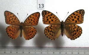 蝶標本　ウラギンヒョウモン　⑬　長野県　八ヶ岳山麓産　1ペア