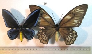 蝶標本 　アオメガネトリバネアゲハ　⑯　ソロモン産　１ペア　