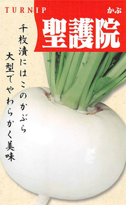 送料無料　聖護院蕪　１００粒