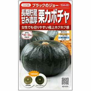 送料無料　ブラックのジョー　かぼちゃ　３粒