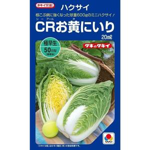 送料無料　CRお黄にいり　ミニ白菜　３０粒