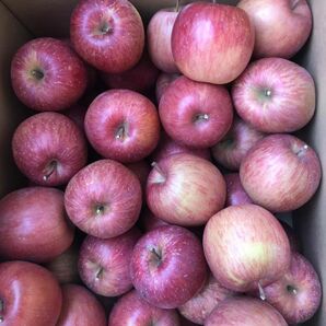 長野県産　家庭用　ふじ　りんご中玉20kgキロ