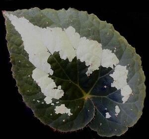 Begonia rex Assam 原種レックス　ベゴニア アッサム　山野草　秋海棠