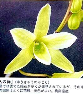 セッコク・長生蘭◆◆兵庫産緑花『悠久の緑』