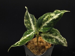 アグラオネマピクタム 斑入り aglaonema pictum バリエガータ