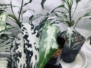 Aglaonema pictum 妖鳥 × 氷肌玉骨【 LA00-f1-1/14 】アグラオネマピクタム LA便ネームド 厳選良株