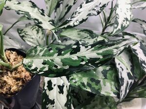 Aglaonema pictum tricolor【LA0216-03i】 アグラオネマ 希少トリカラー LA便 厳選良株