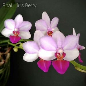 Phal. Liu's Berry ファレノプシス リューズベリー 芳香品種 胡蝶蘭 洋ラン 