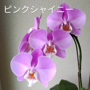 花芽あり キャラック ピンクシャイニー 蘭工房 胡蝶蘭 Phal. 洋ラン ファレノプシス