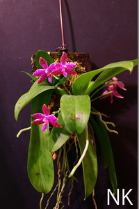 【NK】Phal.lueddemanniana Luzon島山木セレクト個体セルフ苗【洋蘭 原種 ファレノプシス シレリアナ 胡蝶蘭】