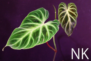 【NK】派手柄の葉模様のセレクト個体 Philodendron verrucosum NK-S1【フィロデンドロン アンスリウム】