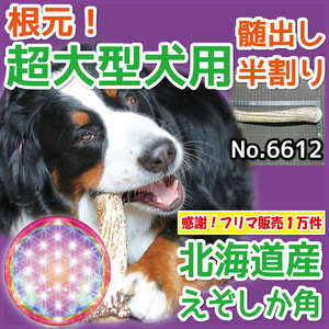 ■ 超大型犬用 ■ 天然 北海道産 蝦夷鹿の角 ■ 根元部分 半割り 1本 ■ 犬のおもちゃ ■ 鹿の角 犬 無添加 エゾシカ ツノ 66121