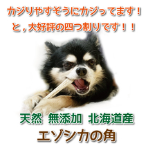 ■ 小～中型犬用 ■ 根元部分 四半割り 2本セット ■ 天然 北海道産 蝦夷鹿の角 ■ 犬のおもちゃ ■ 無添加 エゾシカ ツノ 鹿の角 犬 29213_画像7