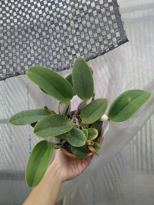 洋蘭原種 C. walkeriana s/a ‘Pa-06’ × ‘Madou Model’ 初花つぼみ付き 2リード 特大:D