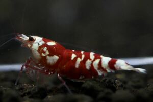 【春日杜shrimp】 更紗 SARASAタイガー抱卵個体♀1匹。