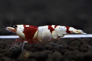 【春日杜shrimp】レッドビーシュリンプ抱卵個体 ♀1匹