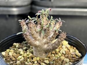 Pachypodium rosulatum var. gracilius パキポディウム グラキリス 実生 サボテン 塊根植物 多肉植物 s110