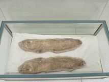 ☆D651　直接引き取り限定　化石　古代魚　横幅41cm×10cm　1723ｇ、横幅40cm×9.5cm　1211ｇ　鑑賞石_画像1