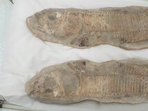 ☆D651　直接引き取り限定　化石　古代魚　横幅41cm×10cm　1723ｇ、横幅40cm×9.5cm　1211ｇ　鑑賞石_画像2