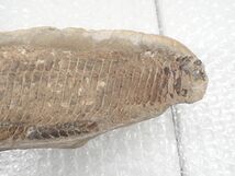 ☆D651　直接引き取り限定　化石　古代魚　横幅41cm×10cm　1723ｇ、横幅40cm×9.5cm　1211ｇ　鑑賞石_画像9