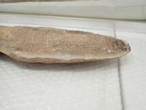 ☆D651　直接引き取り限定　化石　古代魚　横幅41cm×10cm　1723ｇ、横幅40cm×9.5cm　1211ｇ　鑑賞石_画像5