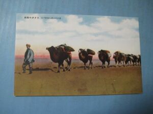 ax1101 戦前中国支那満州絵葉書　豪古の沙漠を横断するラクダの隊商