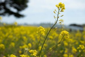 9325② 風景写真 L/2Lサイズ 当方オリジナル撮影フリー写真