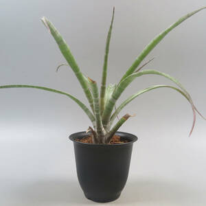 Sale !!! ★☆ チランジア ヒルダエ ☆ Tillandsia hildae ★ タンクブロメリア