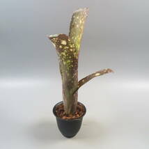 Sale !!! ★☆ ビルベルギア ☆ Billbergia Kawanas Panache ★ タンクブロメリア_画像4