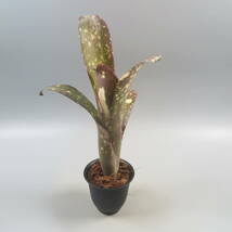 Sale !!! ★☆ ビルベルギア ☆ Billbergia Kawanas Panache ★ タンクブロメリア_画像5