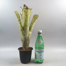 Sale !!! ★☆ ビルベルギア ☆ Billbergia Kolan Spirit ★ タンクブロメリア_画像6