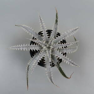 SALE!!! 4.ディッキア ★ Dyckia Mountain of Needles x Jaws #MJ004 Panus Hybrid