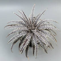 SALE!!! 5.ディッキア ★ Dyckia Silver Screw x Immotal Panus #N033 Sueb Hybrid_画像2