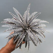 SALE!!! 5.ディッキア ★ Dyckia Silver Screw x Immotal Panus #N033 Sueb Hybrid_画像3