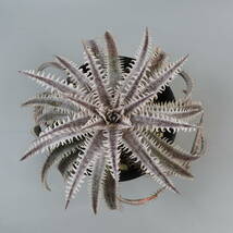 SALE!!! 12.ディッキア ★ Dyckia Nagas F3 Panus#02 Panus Hybrid_画像1